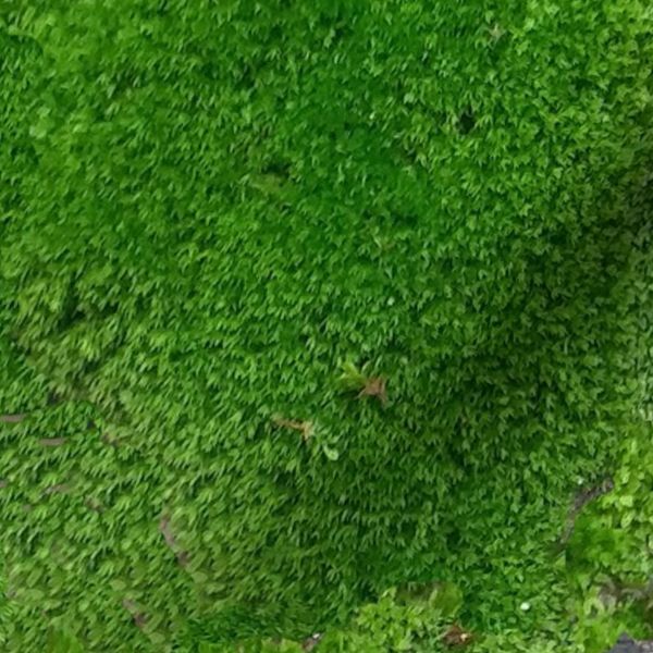 Moss Wall- Texture in Nature- Large Scale