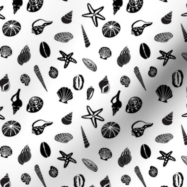Sea shells. Black and white
