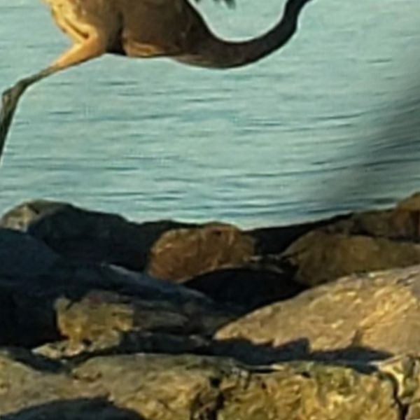 Point Lookout Heron