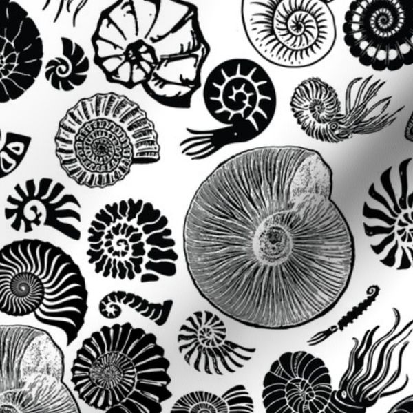 ammonites-01