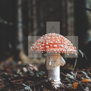 Elemental Mushroom Oracle Cloth