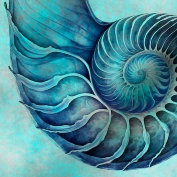 Coastal Nautilus Shell Summer Pattern With In Turquoise