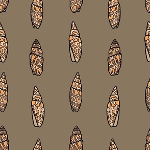 Miter Shell Cone Shell Shell Hawaii Shell