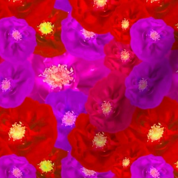 Rd Purple Roses Photography / Purple Red Roses Photography SMALL Scale /