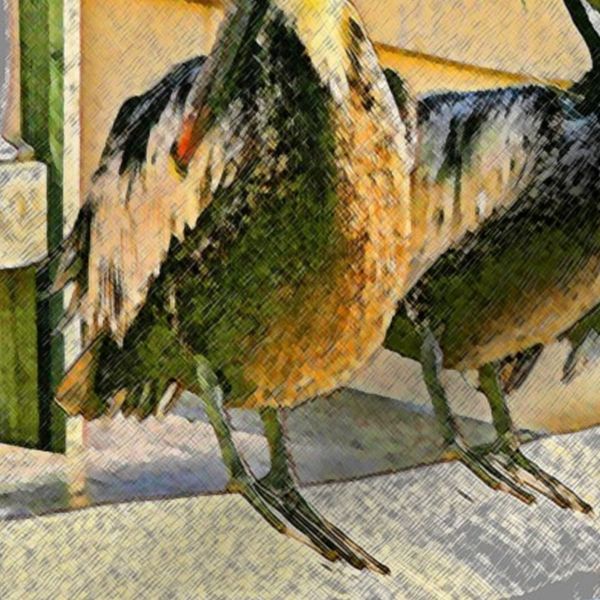 Pelicans