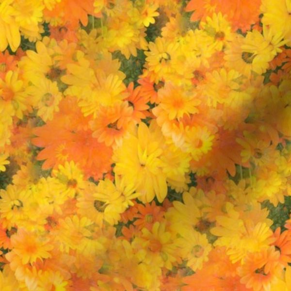 Floral Explosion