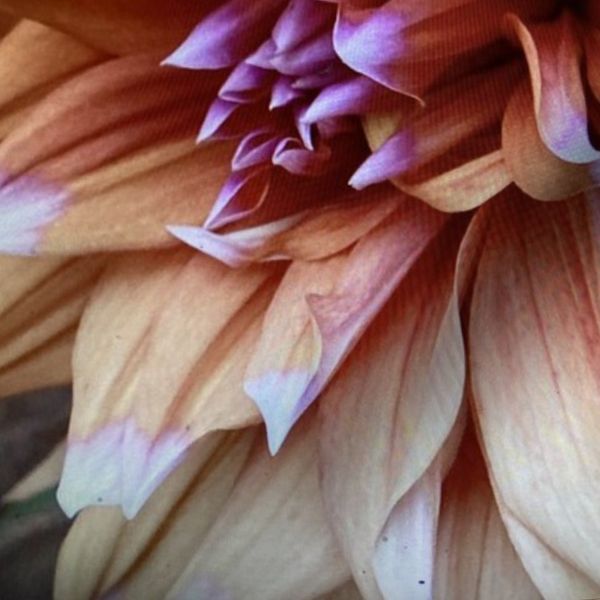 Dahlia graphic