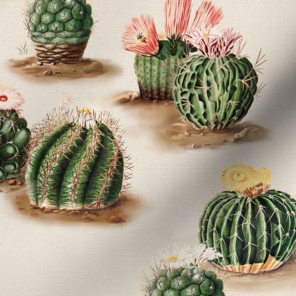 Cactus 2-0 Vintage Desert / standard