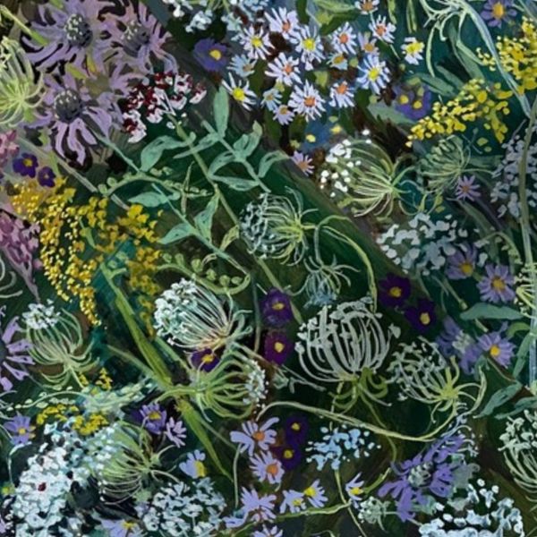 Queen Annes Lace