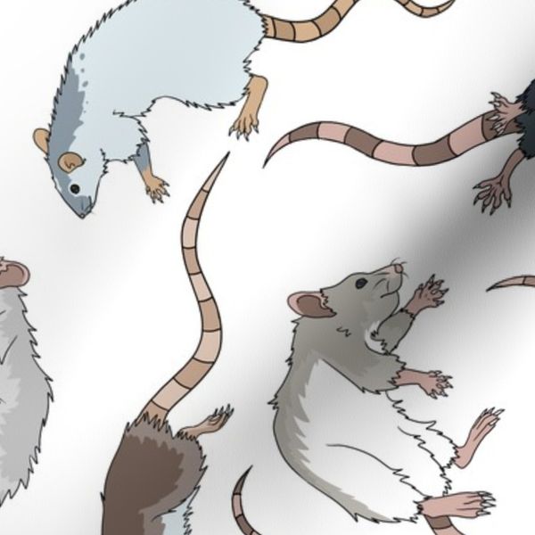Rats - White