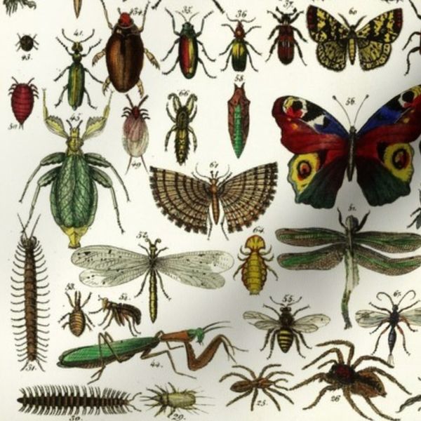 Vintage Butterfly Insect Minerals