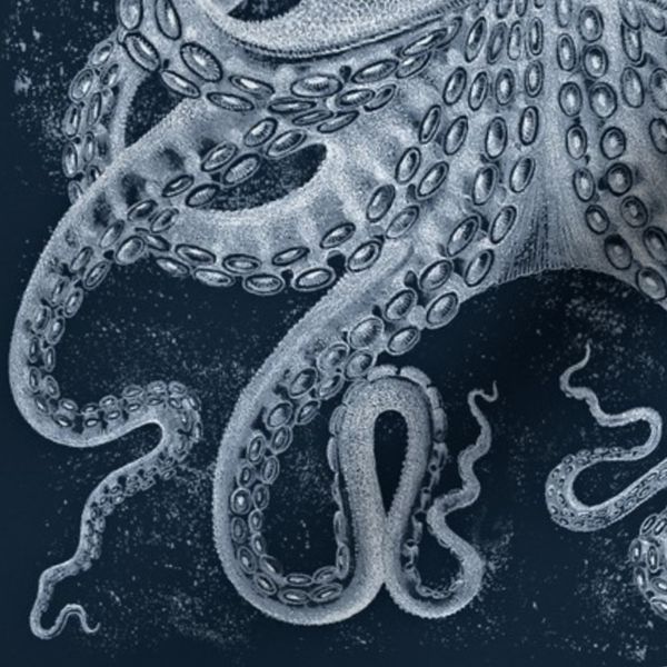 Octopus Vintage Scientific Illustration-Ernst Haeckel Style