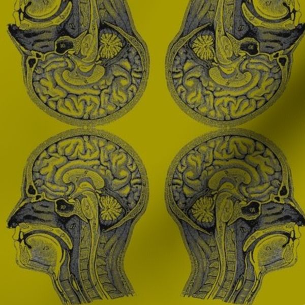 Head Anatomy-Acid Green