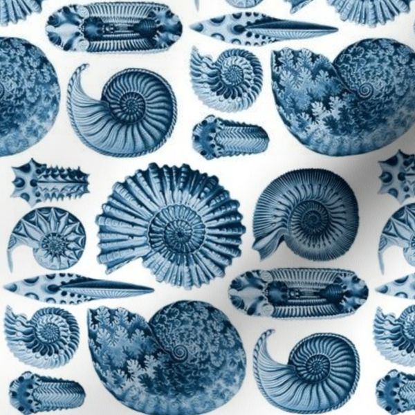 Ernst Haeckel Ammonite Deep Sea Blue Railroaded