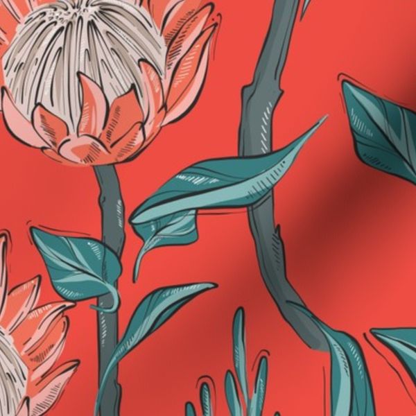 Red protea